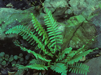 Plants for dry shade