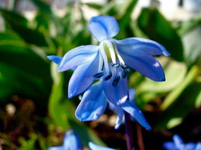 Plants for dry shade