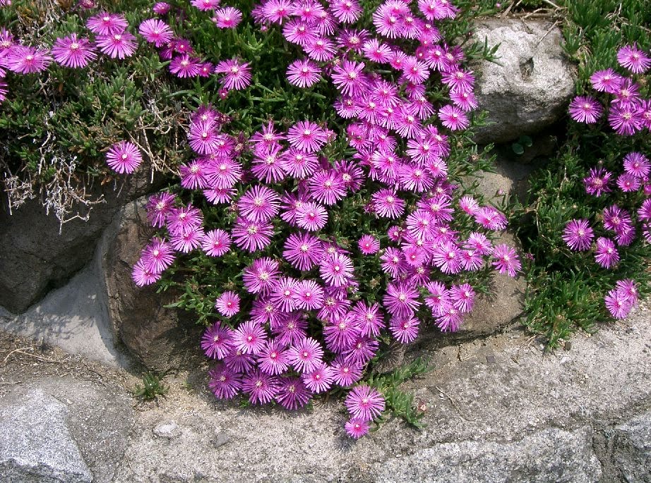 HARDY CACTI AND SUCCULENTS FOR GROWING OUTSIDE The Garden of Eaden