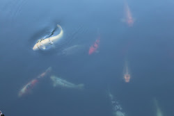 tucson birds cats bad resort stayed there