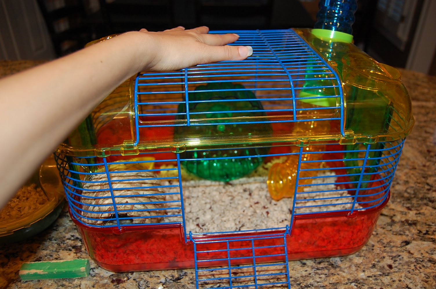 Ashley Glanzer Photography How to clean a hamster's cage