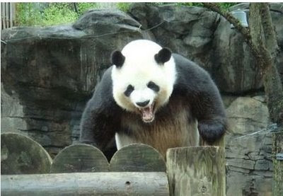 angrypanda.jpg