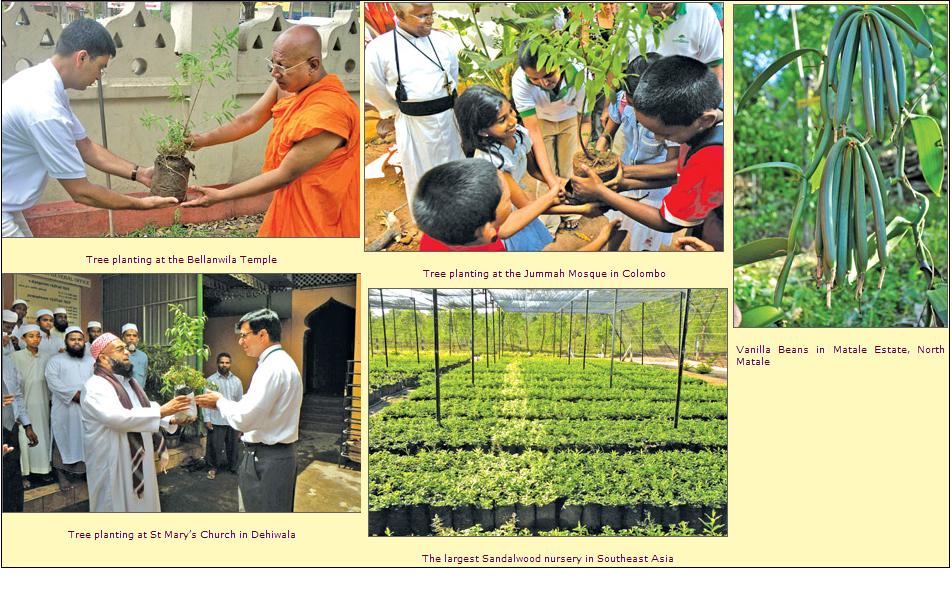Sri Lanka Stock Picks Touchwood pioneers agro forestation