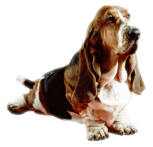 >RAZAS PERROS GRUPO 6 DE LA FCI CLASIFICACION DE LAS RAZAS DE PERROS POR GRUPOS