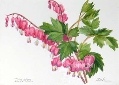 Dicentra,Bleeding Hearts watercolor botanical painting