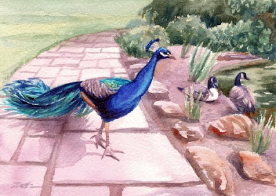 Peacock at Kew Gardens