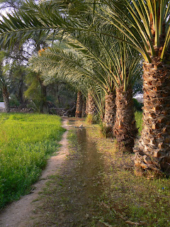 Tiny stream in Umm Slal Mohammad