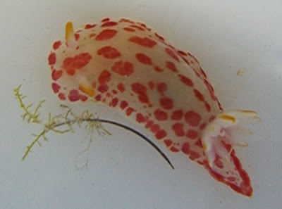 A new species of sea slug discovered in a Qatar mangrove swamp.