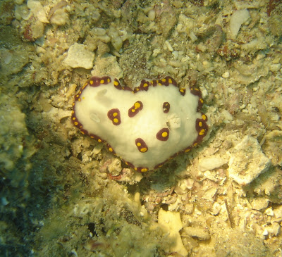 Chromodoris Cazae: a white sea slug rimmed with brown and yellow. 