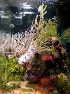 acquario marino mediterraneo acquario marino mediterraneo
