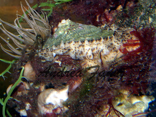 patella mediterranea patella mediterranea