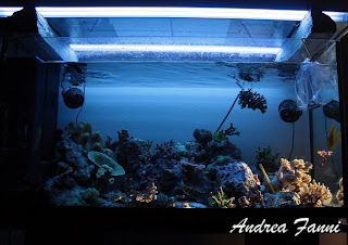 acquario reef