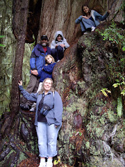 Tremblay's in the Redwood Forest