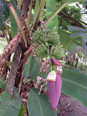 banana tree and flower