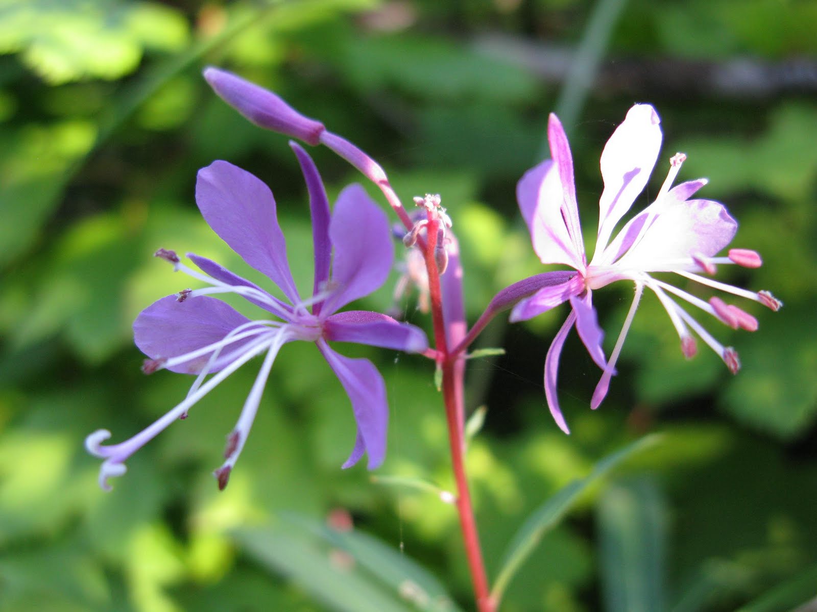 Hansons Home: August 2010