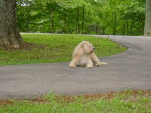 Middle of the Road Dog!