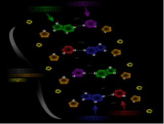 genetica.celular: QUE ES EL ADN....