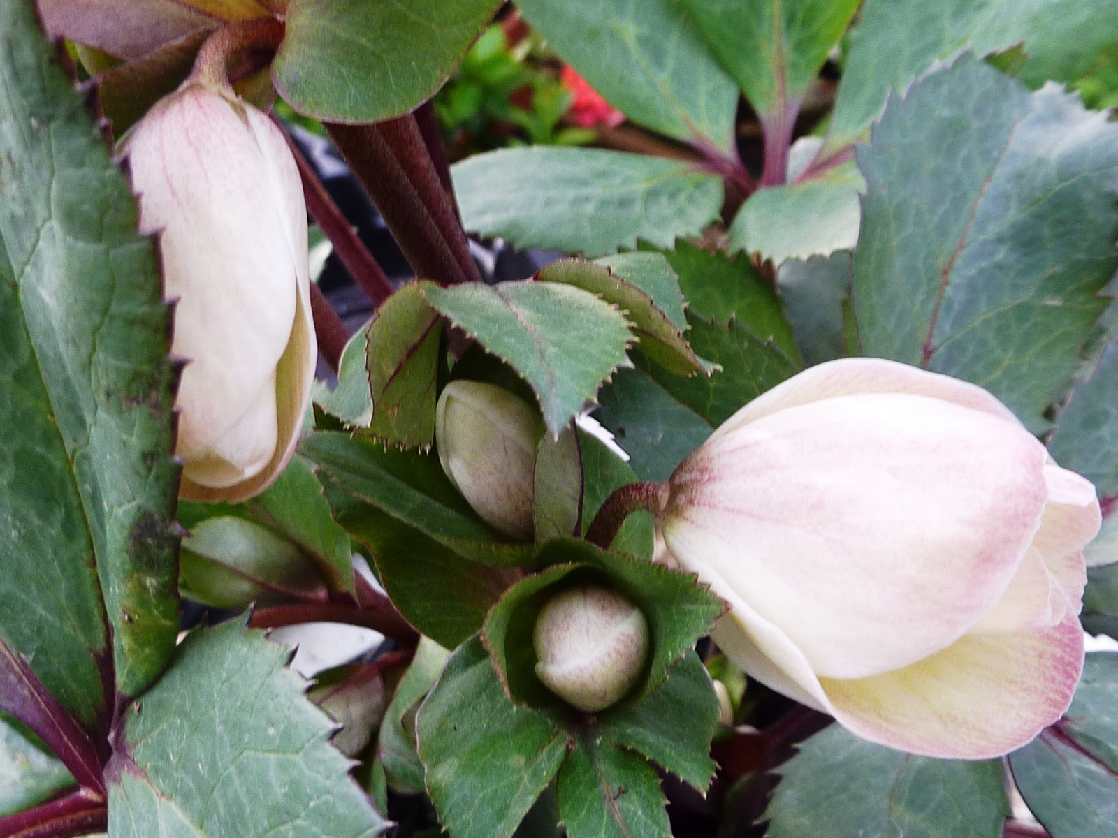 Blooming Hill Lavender Farm The Christmas Rose