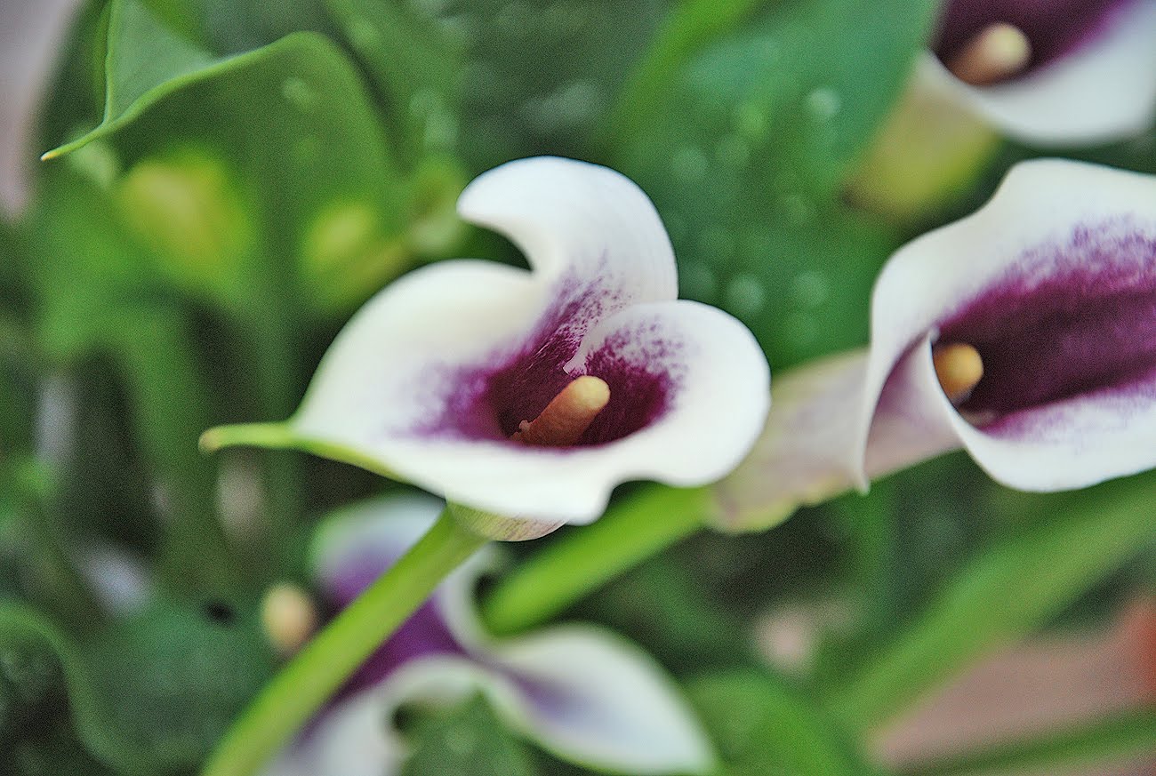 The Flowers Market Calla Lily