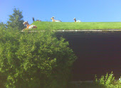 Goats Eating On A Roof!