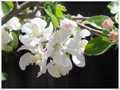Fuji Apple Blossoms and leaves