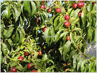 nectarine fruits on tree