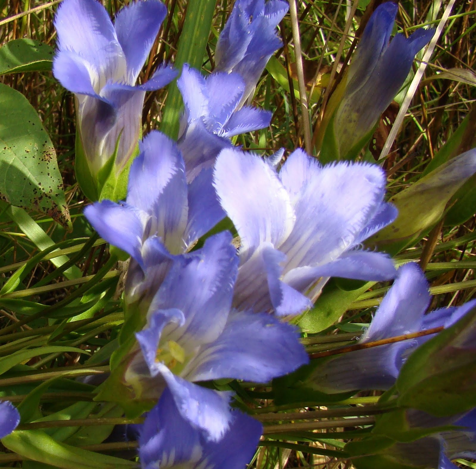 My Image 68