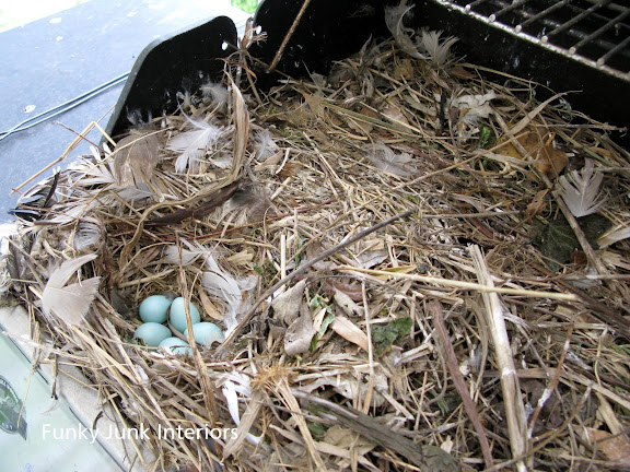 blue Robin's eggs in a nest in a grill / FunkyJunkInteriors.net