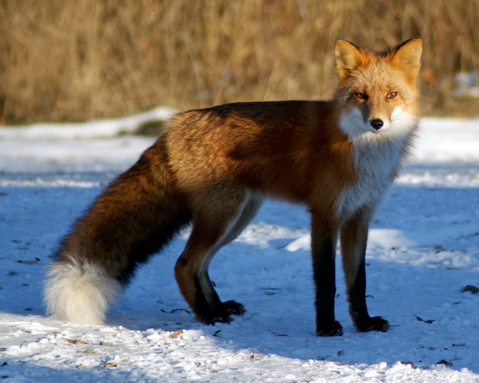 Tundra Dog Sly Fox