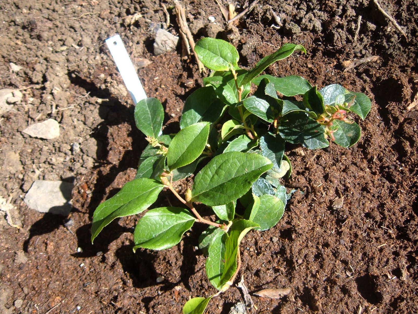 [Salal.JPG]