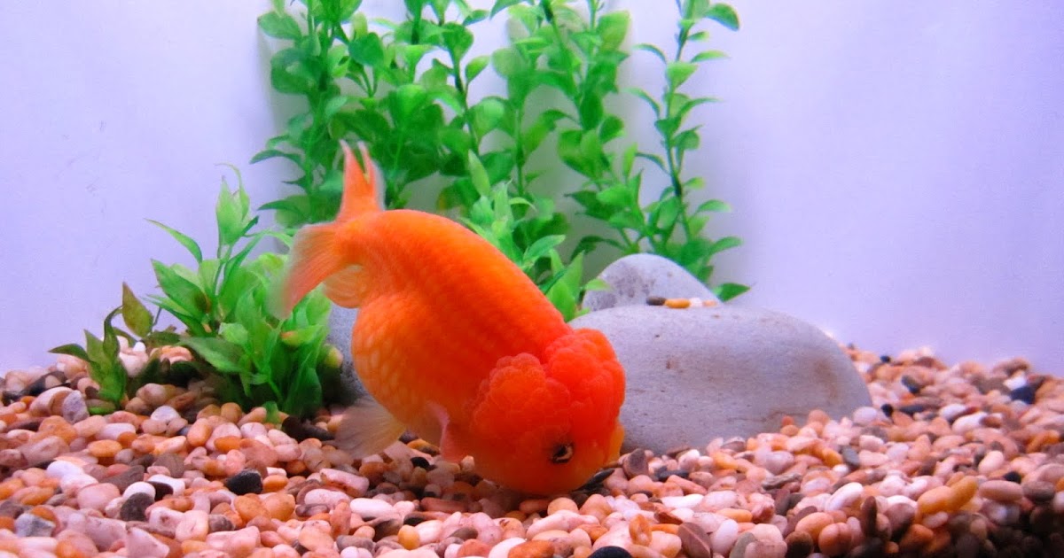 photosynthesis Fat little goldfish