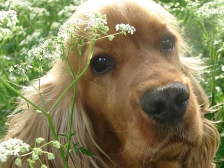 síntomas de infección de la piel por estafilococos del perro