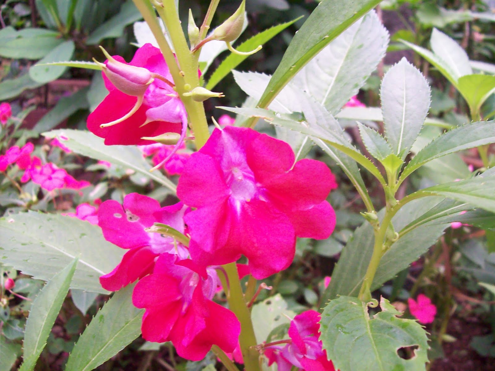 Indian Flowers And Herbs August 2010