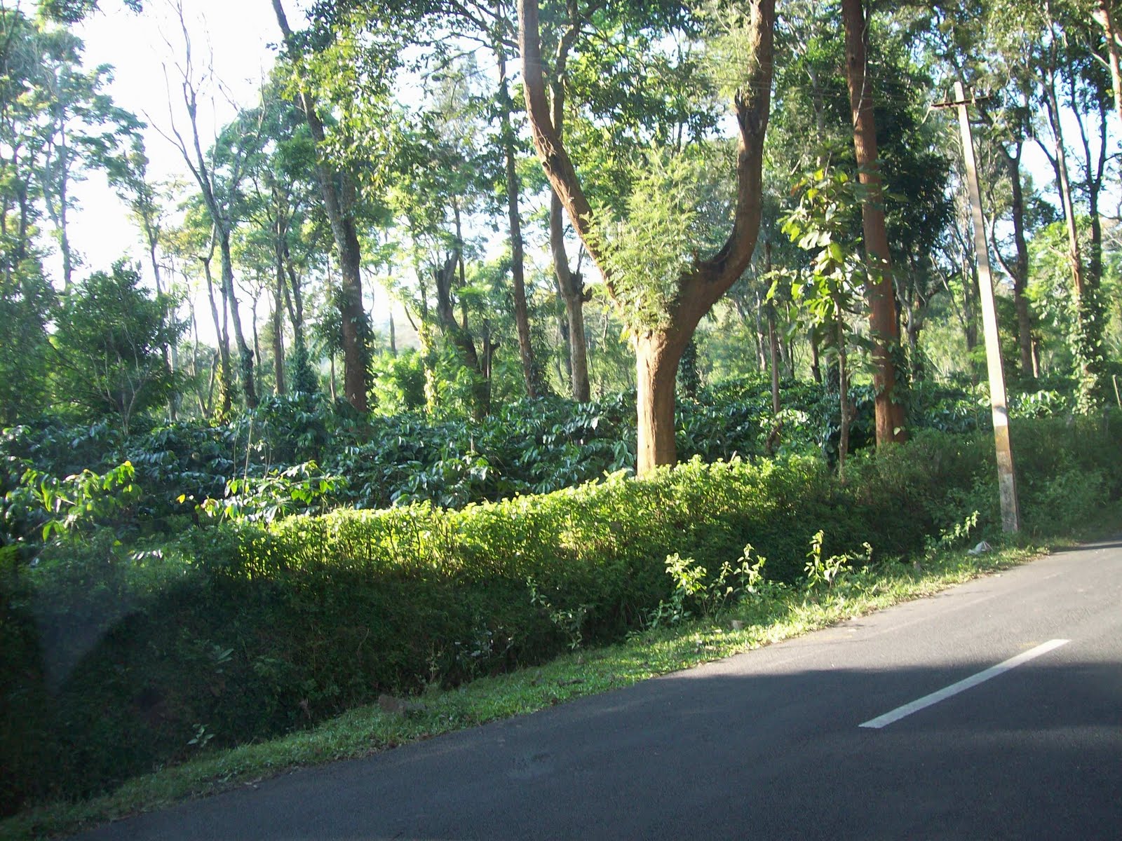 gardentropics My World the Many Storied Gardens of Kerala