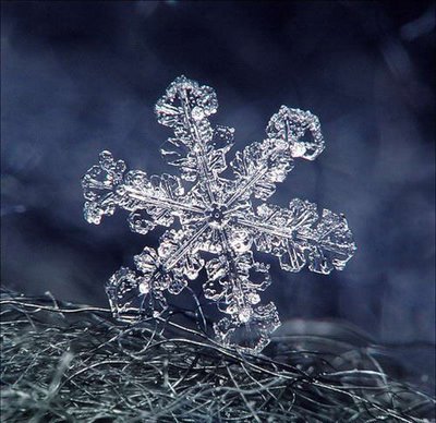 Artistic Snowflake Shapes 2