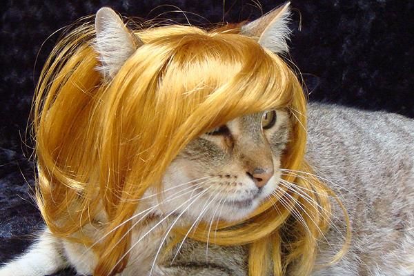 Blonde Kat 26