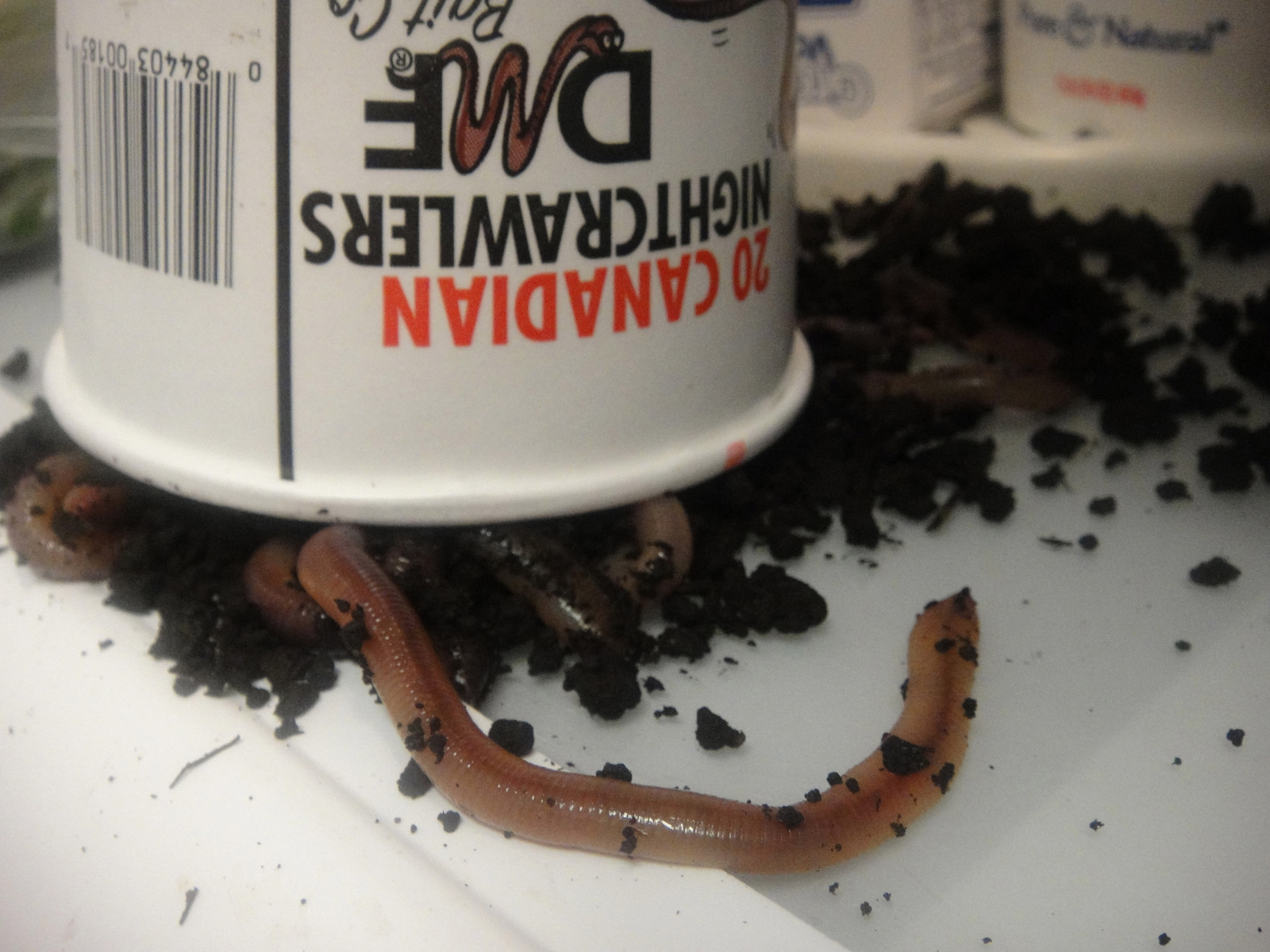 Moments to Live By I Keep Worms in My Fridge