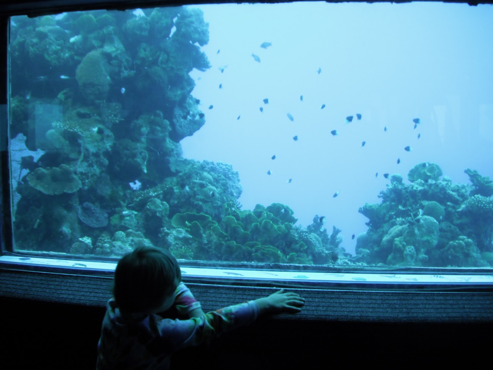 Carol, Jeff, and Cameron in Cairo The Best Aquarium Underwater