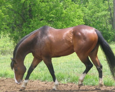 Konie....: Koń angloarabski