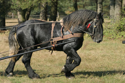 Konie.... Perszeron