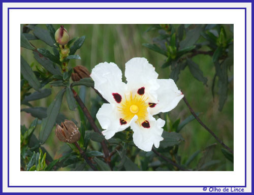 [blog2008_flor03.jpg]