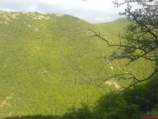 جنگلهای ارسباران