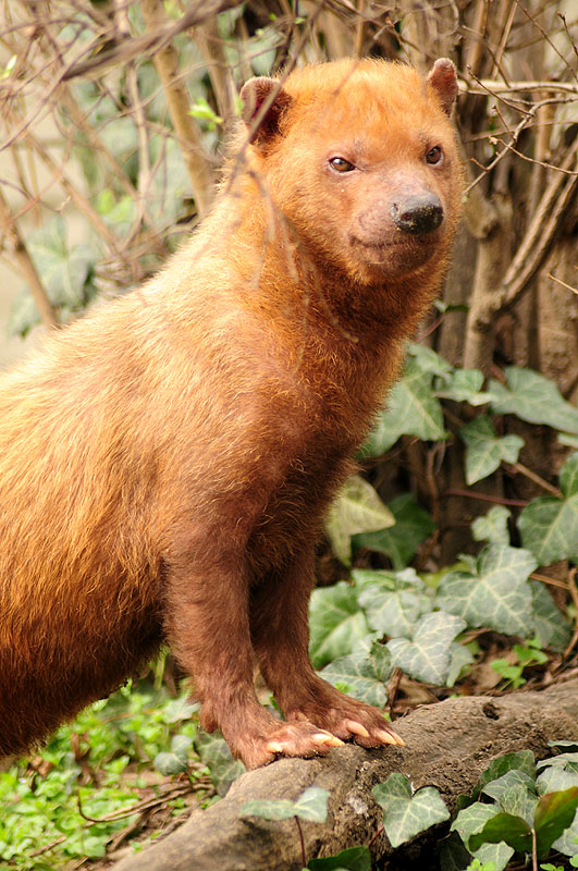 The bush dog (Speothos venaticus) is a South American canid. Dogs, Black bear, A