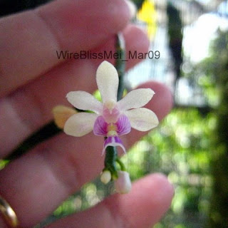tiny orchid in bloom