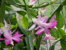 My Christmas Cactus