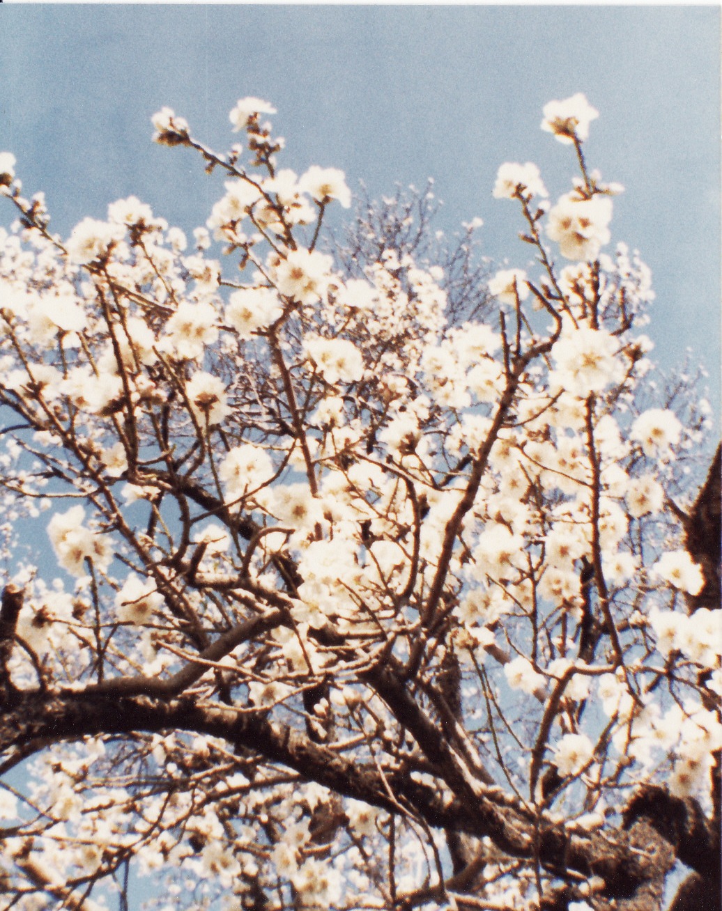 [rama+de+almendro+florecida.jpg]