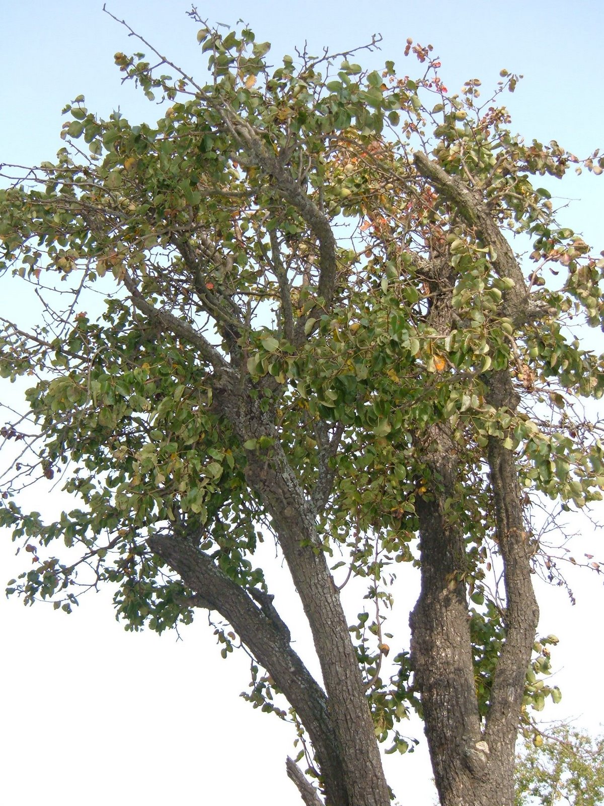 [el+peral+en+septiembre+de+2007.JPG]