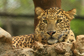 Leopard at Kruger National Park