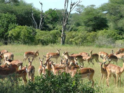 Impala Herds Kruger National Park