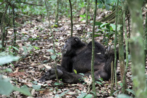 Kanyantele Chimps Kibale Forest National Park